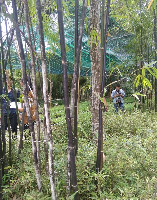 富安竹村─體現我民族骨氣與銳氣 ảnh 1