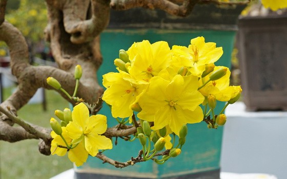 （示意圖源：互聯網）