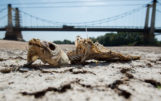 當地時間2019年7月24日，法國西部Montjean-sur-Loire，由於夏季熱浪侵襲，盧瓦爾河水位持續下降，河床乾涸龜裂。（圖源：AFP）