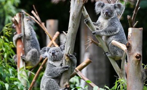 澳洲考拉面臨生存危機。（圖源：互聯網）