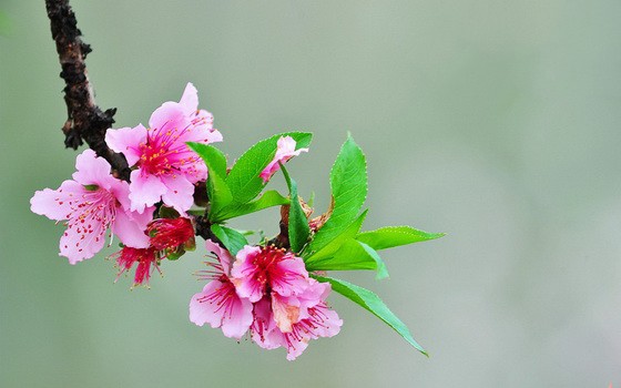 （示意圖源：互聯網）