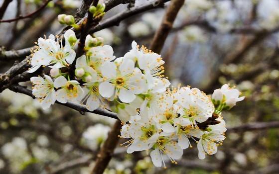 （示意圖源：互聯網） 