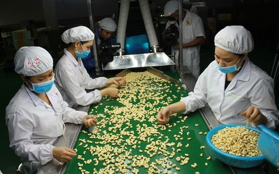 腰果加工出口生產線。