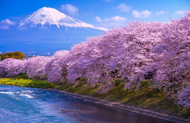 櫻花季節漫遊日本 ảnh 2