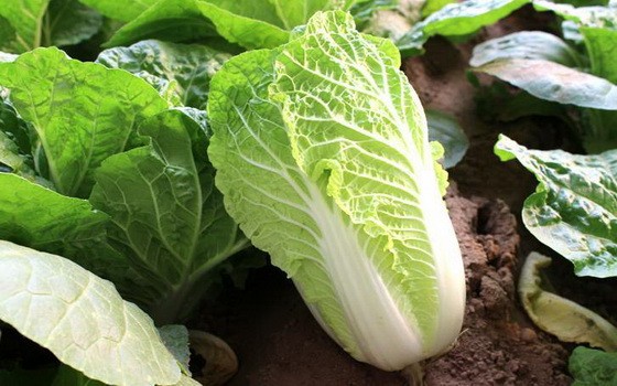 （示意圖源：互聯網）