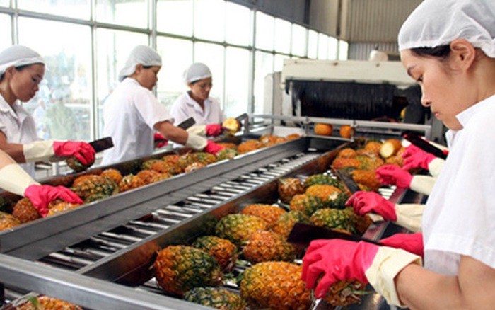 菠蘿初加工工序。