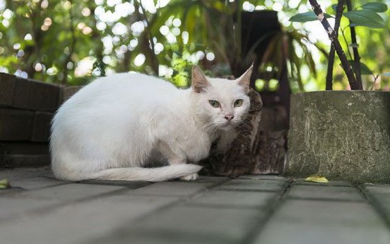 （示意圖源：互聯網）