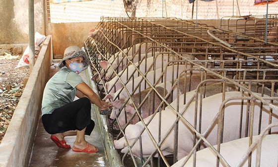 圖為同奈省一家小型養豬場。（圖源：同奈報）