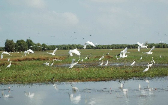 白千層林與水鳥。