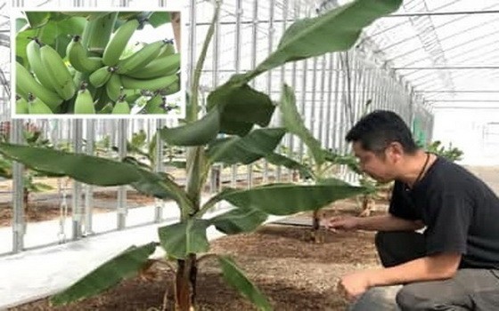 釧路市成功在嚴寒天氣下種出特色香蕉。（圖源：互聯網）