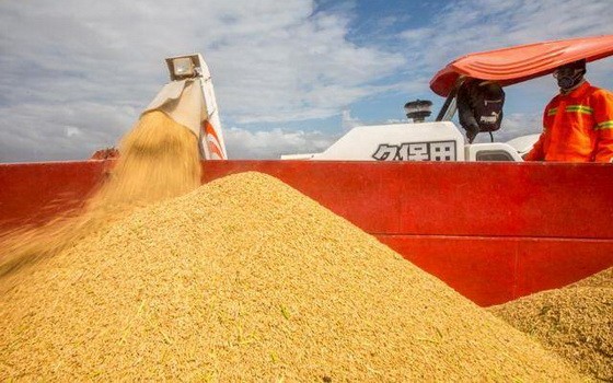 聯合國糧食及農業組織說，新冠肺炎疫情在全球蔓延致使勞動力短缺和供應鏈中斷，可能影響一些國家和地區糧食安全。（示意圖源：互聯網）