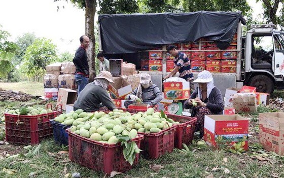 同奈省許多農民通過社交網向消費者銷售農產品。（圖源：臉書）