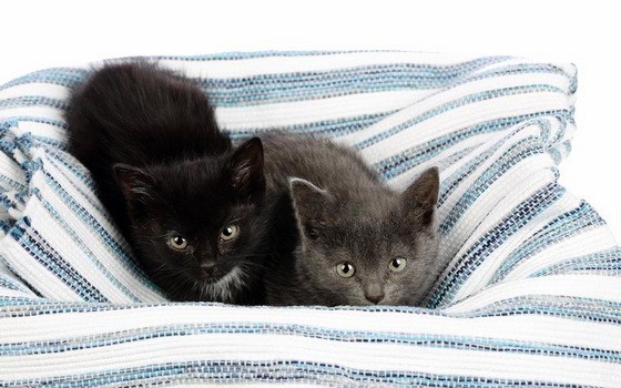 （示意圖源：互聯網）