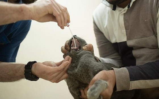 美國疾病控制和預防中心與農業部當地時間22日聯合宣佈，位於美國紐約州的兩隻家養寵物貓確認感染新冠病毒，這是美國首次發現家養寵物感染。（示意圖源：AP）