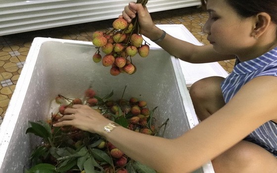 本市許多傳統街市的商販已擺賣荔枝。（圖源：玉映）