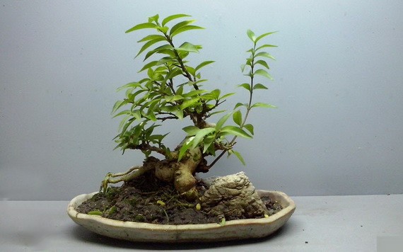 （示意圖源：互聯網）