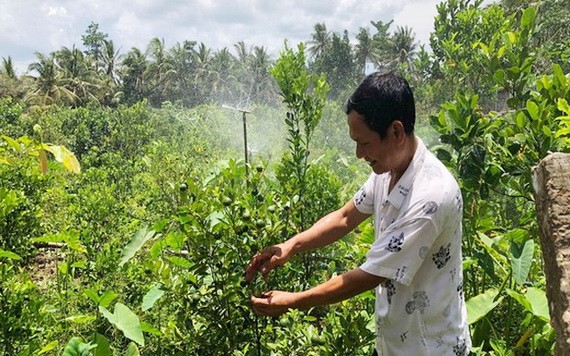 憑藉蓄水袋，檳椥省農民胡文起的果園“重生”了。