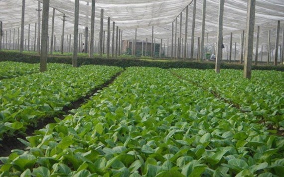 圖為河內市雲內合作社栽培的無公害菜園。（圖源：田升）