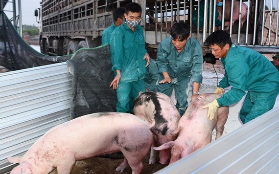 首批父母代種豬13日抵達河靖省錦川縣錦山鄉動物檢疫隔離區。（圖源：文江）