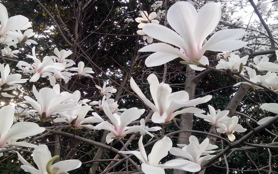 （示意圖源：互聯網）