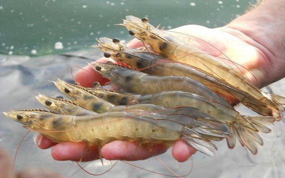 圖為白對蝦。（示意圖源：田升）