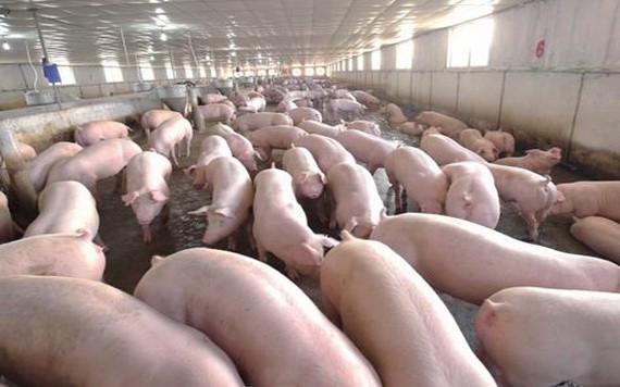 循安全方向重組豬群。（示意圖源：互聯網）