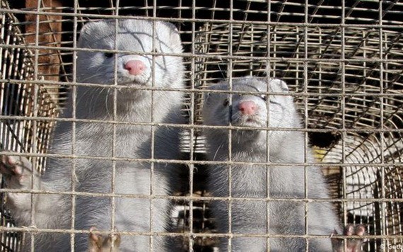 水貂。（圖源：互聯網）