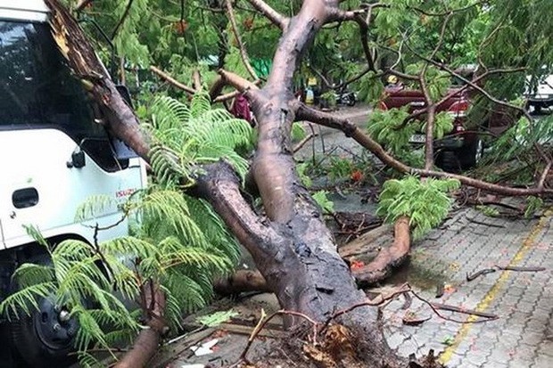 多地鳳尾樹連根拔起 ảnh 1