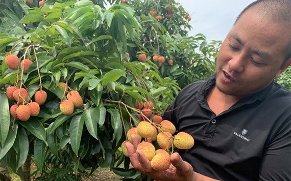 一名北江農夫在採摘早熟的荔枝。（圖源：黃潘）