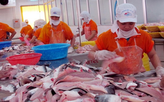 圖為查魚片加工。(圖源:秋莊)