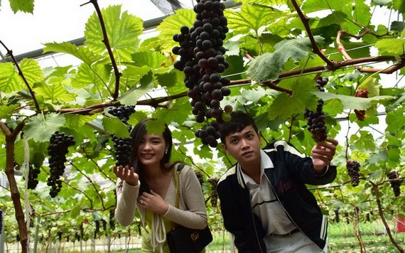 美國品種葡萄園一隅。（圖源：克瀝）