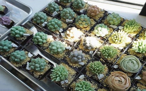 栩栩如生的“植物蛋糕”。(圖源:Instagram)