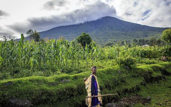 布溫蒂禁獵區國家公園景觀。