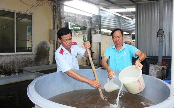 職能力量在配製溶液將不經檢疫的種蝦進行銷毀。（圖源：VTV）