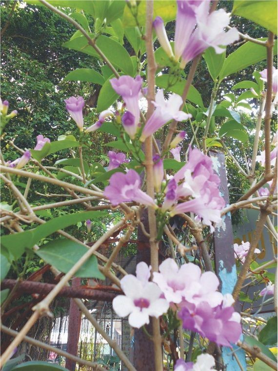 蒜香滕