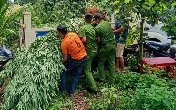 職能力量將非法種植的大麻植物拔除後送去銷毀。（圖源：陳俊）