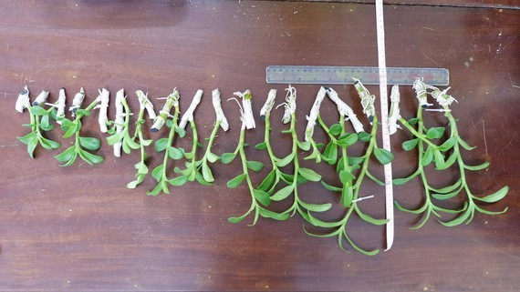 竊匪把偷竊所得的蘭花分成小段。（圖源：Zing）