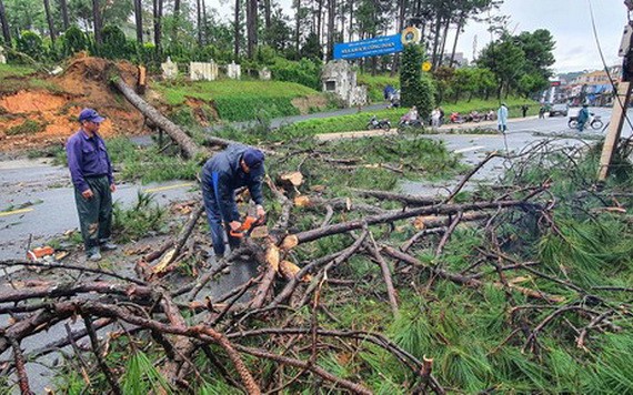 多棵大樹被連根拔起，使當地的交通局部受阻。（圖源：段堅）