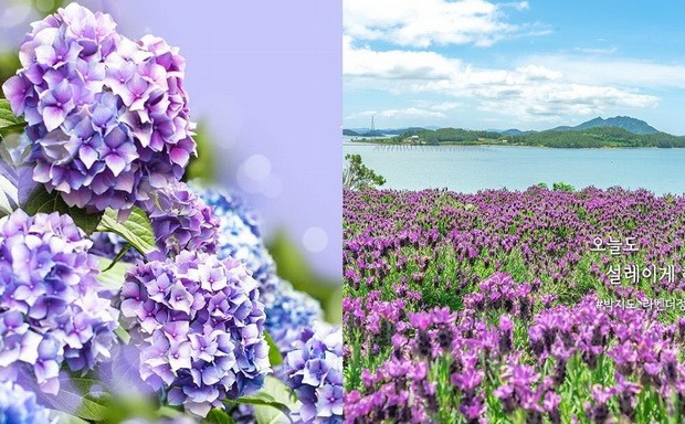 韓國新景點「紫島」四處都是夢幻般的紫色 ảnh 1 韓國新景點「紫島」四處都是夢幻般的紫色 ảnh 1