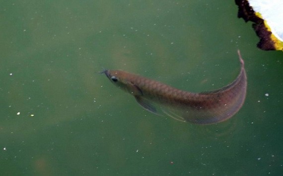 （示意圖源：互聯網）