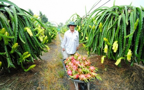 九龍江平原將促進發展水果種植面積。（示意圖源：互聯網）