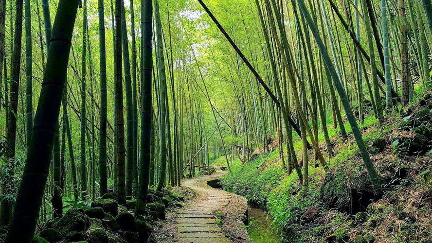 台灣6個「絕美竹林秘境」 走一趟「享受滿滿芬多精」忘卻憂愁 ảnh 2 台灣6個「絕美竹林秘境」 走一趟「享受滿滿芬多精」忘卻憂愁 ảnh 2