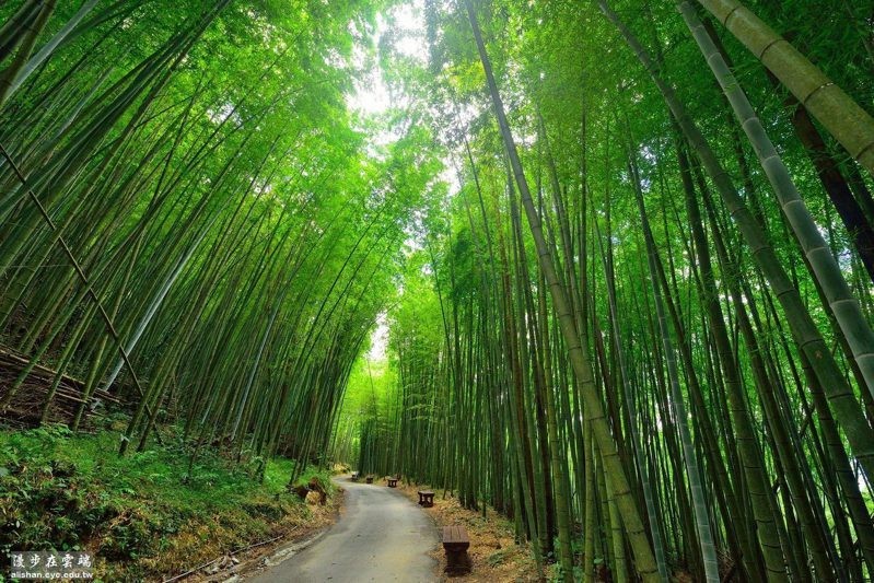 台灣6個「絕美竹林秘境」 走一趟「享受滿滿芬多精」忘卻憂愁 ảnh 4 台灣6個「絕美竹林秘境」 走一趟「享受滿滿芬多精」忘卻憂愁 ảnh 4