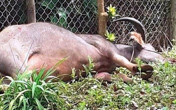 連續攻擊多人的瘋牛已被擊斃。（圖源：Đ.R）