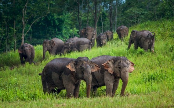環保團體世界自然基金會10日表示，全球野生動物數量自1970年以來減少超過三分之二。(圖源：考艾國家公園臉書)