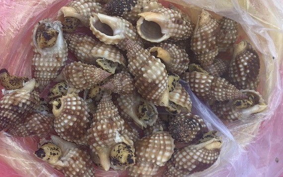 中毒者所食用的野生海螺。（圖源：慶和報）