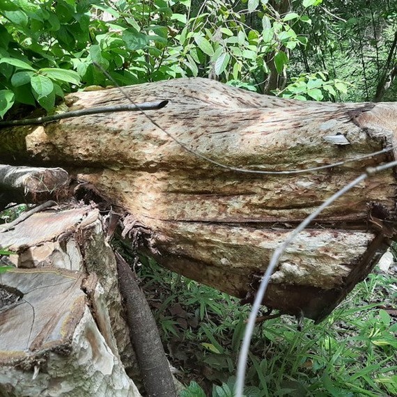 遭非法砍伐的林木。（圖源：友福）