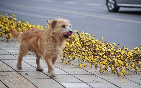 （示意圖源：互聯網） 