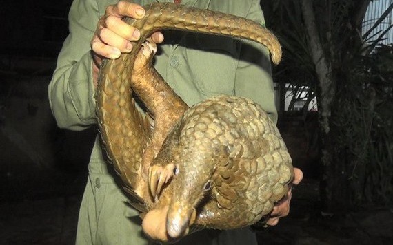 獲釋放返回森林的穿山甲。（圖源：黃北）
