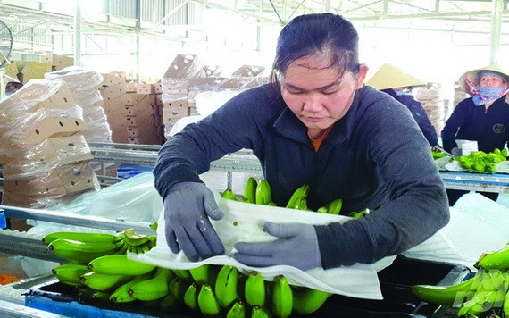 我國香蕉出口到各地市場。